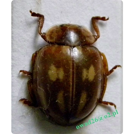 Myzia oblongoguttata (Linnaeus, 1758) Biedronka bledniczka